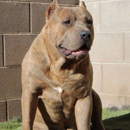 JAGO - American Bully