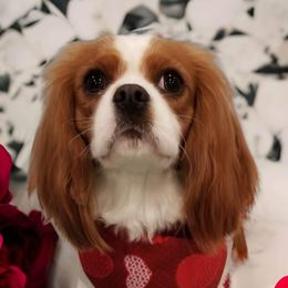 Luna - Cavalier King Charles Spaniel