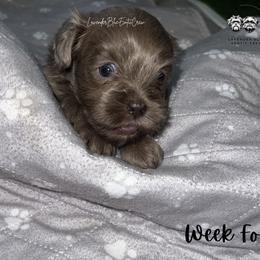 Matcha - Blue female Shih Tzu puppy in Olive Branch, Mississippi from Lavender Blue Exotic Crew