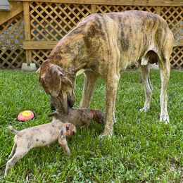 Great Danes from Woods Manor Great Danes