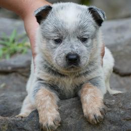 Australian Cattle Dogs, Labrador Retrievers, and Toy Australian Shepherds from Buffalo Valley Breeders
