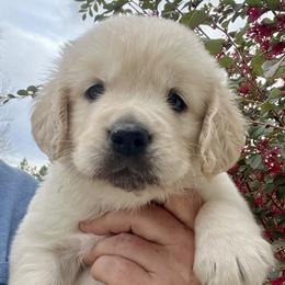 Lime - Light golden male Golden Retriever puppy in Jesup, Georgia from Painted Platinum Retrievers (Painted Platinum Kennel) PPK