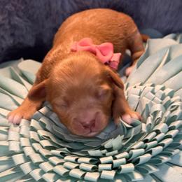 Lady Kluck - Red female Cavapoo puppy in Waldron, Arkansas from Kay’s Cutie Poos