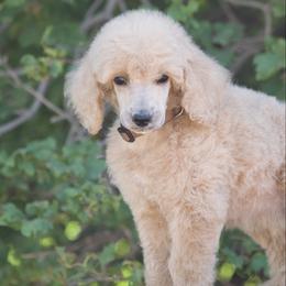 BBQ - Apricot male Poodle puppy in Orem, Utah from First Class Poodles