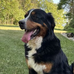 Riley - Bernese Mountain Dog