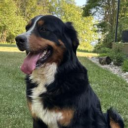 Riley - Bernese Mountain Dog