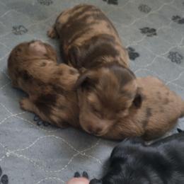Beans - Dapple female Dachshund puppy in Annandale, Minnesota from Weiners on a Hill