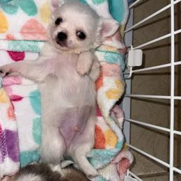 Cadbury - White male Chihuahua puppy in Naples, Florida from Naples Tiny Dogs