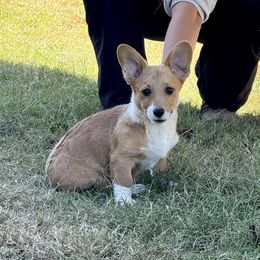Baelfire - Red male Pembroke Welsh Corgi puppy in Athens, Texas from Ricochet Corgis