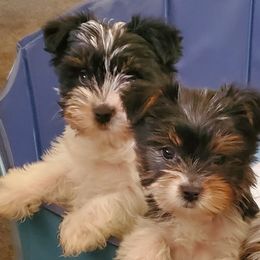 Yorkshire Terriers from Cutie Patootie Paws