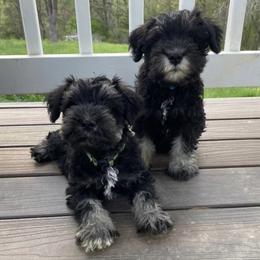 Miniature Schnauzers from Haven Hill Schnauzers