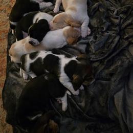 Dani - Red and white female Basset Hound puppy in Princeton, Minnesota from Blissful Basset Hounds
