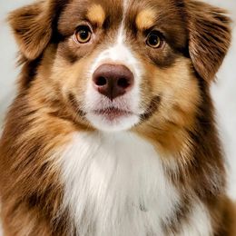 Benny - Australian Shepherd