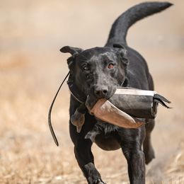 Thalia - Labrador Retriever