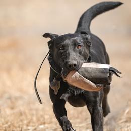 Thalia - Labrador Retriever