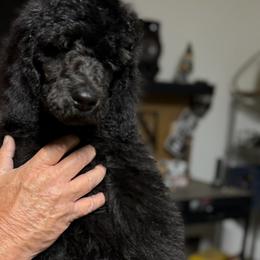 Phoenix - Black male Poodle puppy in Hesperia, California from Whitesock Standard Poodles