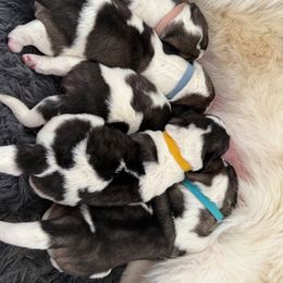 Pyrenean Mastiff Puppies from Bella Dulce