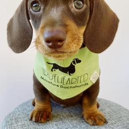 Dachshund Puppies from Truehearted Miniature Dachshunds