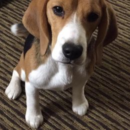 Beagle and Pomeranian All Grown Up from Celtic Rose Kennels
