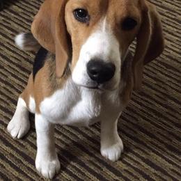 Beagle and Pomeranian All Grown Up from Celtic Rose Kennels