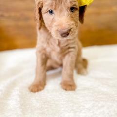 Double Doodle and Labradoodle Puppies from Magnolia & Finn Doodles