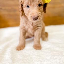 Double Doodle and Labradoodle Puppies from Magnolia & Finn Doodles