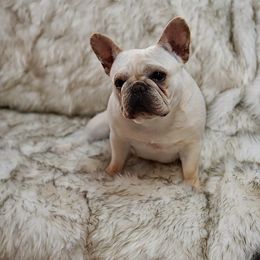 Vixen - Cream female French Bulldog puppy in Lansing, Michigan from Monaco Frenchies
