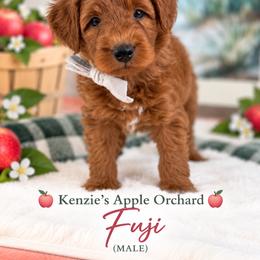 Fuji - Red  male Goldendoodle puppy in Norcross, Georgia from Teddy Puppies