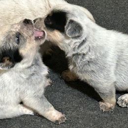 Little Britches - Blue speckled male Australian Cattle Dog puppy in Wakonda, South Dakota from Glory Ranch Australian Cattle Dogs