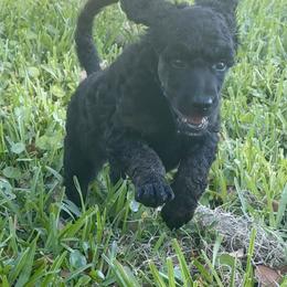 Soren - Phantom male Poodle puppy in La Belle, Florida from Shieldwall Kennels