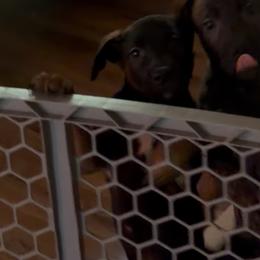 Blackjack - Black brindle male Dutch Shepherd puppy in Griffin, Georgia from Van Freiheit working dogs