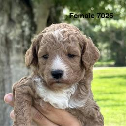 7025 - Red  female Goldendoodle puppy in Arcadia, Florida from KnuDawn Goldendoodles