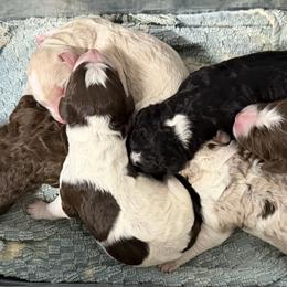 Aussiedoodle puppies from H & A Kennels