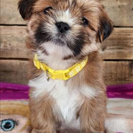 April - Red female Lhasa Apso puppy in Jefferson, New York from Absolute Lhasa Love