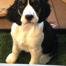 English Springer Spaniel Puppies from Springers Of Oz