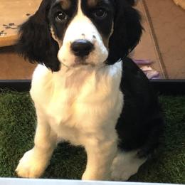 English Springer Spaniel Puppies from Springers Of Oz