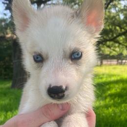 Biscuit - Read Description - Sable and white male Siberian Husky puppy in College Station, Texas from Texas Siberian Husky Kennels (TSHK)
