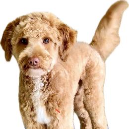 Leto - Goldendoodle