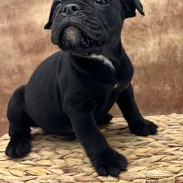 Cyrus - Black male Olde English Bulldogge puppy in Camdenton, Missouri from Mule Pool Olde English Bulldogges