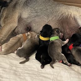 Pug puppies from Thistle Feather Farm