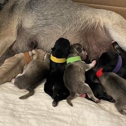 Pug puppies from Thistle Feather Farm
