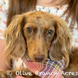 Bubbles - Dachshund