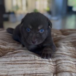 Buff - Red tri male Miniature Australian Shepherd puppy in Cave Creek, Arizona from Arizona Aussies