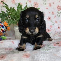 ROSE - Black and cream female Dachshund puppy in Star, Idaho from October Hounds