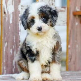 Zuma - Blue merle male Bernedoodle puppy in Dundee, Ohio from Down Home Doodle