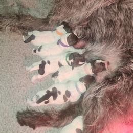 Girl 3 - Brown and gray female Wirehaired Pointing Griffon puppy in Clear Spring, Maryland from Moonshine's Wirehaired Pointing Griffons