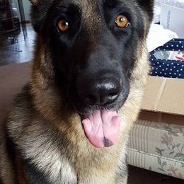 German Shepherds and Siberian Huskies from WyndGlo Kennels