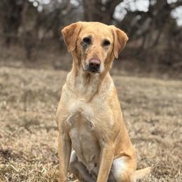 Eve - Labrador Retriever