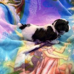 Badabing - Black and white male Shih Tzu puppy in Fort Myers, Florida from Donna's Puppies