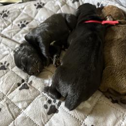 Girl 2 - female Cane Corso puppy in Scott County, Tennessee from Nuovo Inizi Kennels